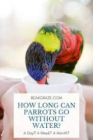 How Long Can Parrots Go Without Water Beak Craze