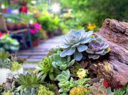For over 20 years internationally known africa yarona has operated as a loose association of 15 artists. Succulent Garden Design Planning Growing And Care Of Succulent Garden Plants
