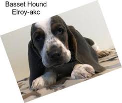 Select category basset hound breeders (74) basset hound organizations (0) basset hound rescue groups (0) filter Basset Hound Hounds For Sale In Georgia Agriseek Com
