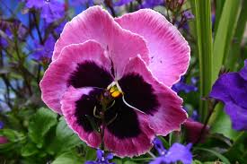 Maybe you would like to learn more about one of these? List Of Flower Names U V