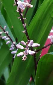 Image result for Cordyline stricta