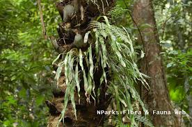 Image result for Vittaria elongata