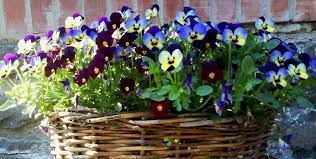 Pansies Pansy Garden Pansies Flowers