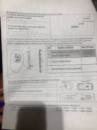 What are the main features of an animal cell? Solved 11 Put The Following In A Sive Order From The Smal Chegg Com