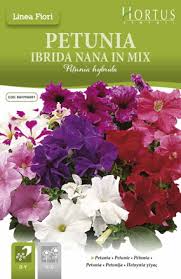 Image result for foto surfínie