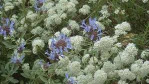 I haven't tried the blue variety, but the yellow and white ones are very hardy. Drought Tolerant Plants For A Thousand Oaks Area Garden