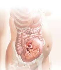 But soon time to stockpile genuine fat will come. Week 25 Of Pregnancy Familyeducation