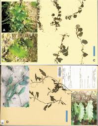 Image result for Didymoglossum erosum