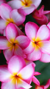 Floral Iphone Wallpaper Plumeria Flowers Hawaii Flowers Flower Close Up