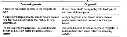Important Questions For Cbse Class 12 Biology Gametogenesis