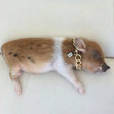 Tag Your Friends Photo By Mr Bacon The Pig Followback Instagood Animal Animals Cute Animals Animals Friend Photos