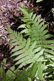 Image result for Christella friesii
