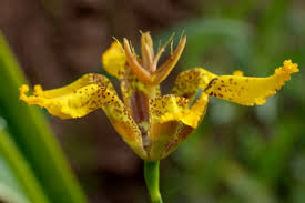 Image result for Fuirena welwitschii