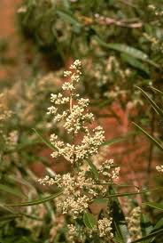 Image result for Ozoroa