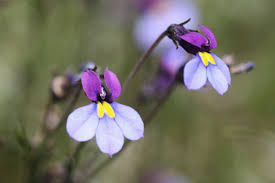 Image result for Monopsis decipiens