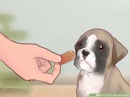 4 ways to train a boxer puppy wikihow