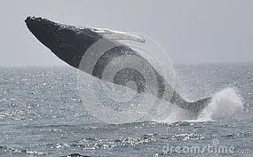 Humpbacks are powerful swimmers, and. Humpback Whale In Full Breach Out On Stelllwagon Bank Off The Tip Of Cape Cod Massachusetts Humpback Whale Whale Cape Cod Massachusetts