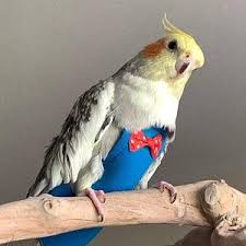 escape proof strong material for smallest friends bird harness 160cm length for budgie parrotlet bird flight suite 4 color options in 2021 parrot pet pets blue gold macaw