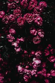 P H O T O Dark Background Wallpaper Floral Wallpaper Flower Wallpaper