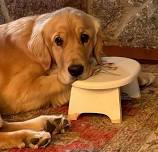 Paws to Read with Baxter