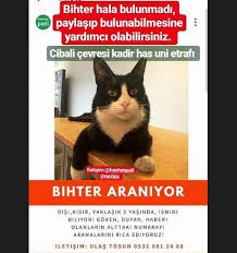 New The 10 Best Home Decor With Pictures Istanbul Kayip Kedi Aysuece Iletisi Kayip Kedi Paylasimi Yapar Misiniz Istanbul Kadir Has Univer Animals
