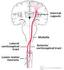 The Descending Tracts Pyramidal Teachmeanatomy