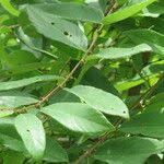 Image result for Bridelia ferruginea