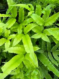 Image result for Pteris cretica