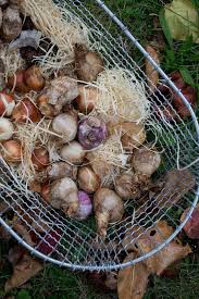Wenn sie die blumenzwiebeln im frühjahr pflanzen, sollten sie das aber im märz, spätestens april tun. Blumenzwiebeln Setzen Schnell Und Einfach Mit Dieser Anleitung