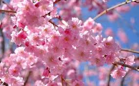 During the spring, the cherry blossom tree (prunus serrulata) erupts into pink clouds composed of tiny blossoms. Top 10 Most Beautiful Flowers In The World Wonderslist
