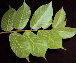 Image result for Antiaris toxicaria