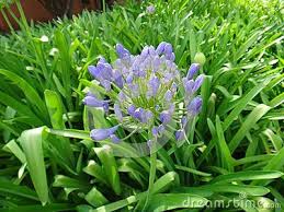 Pin On Agapanthus Agapanto