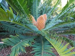 Revoluta are toxic to horses. Sago Palm Toxicity In Dogs Veterinary Poisons Information Service