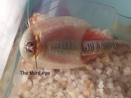 Triops Facts And How To Raise Pet Triops Pethelpful