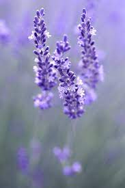 Lavender Trio Lavender Aesthetic Lavender Flowers Beautiful Flowers