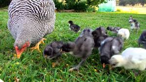 Check spelling or type a new query. Plymouth Rock Hen And Blue And Splash Orpington Chicks Youtube