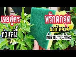 เจอแล วแชร เลย ส ตรน ปล กพร กดกมากแบบเร งด วนโตไวใบเข ยวสดด ด วยส งน diy pants chili แม ก อยพาทำ youtube ในป 2021 ป ยหม ก สวนคร ว พร ก