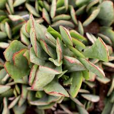 Image result for Crassula alsinoides