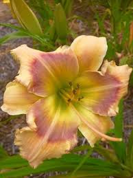 Browse the user profile and get inspired. Daylilies Hemerocallis Lakehouse Nursery
