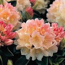 Rhododendron Golden Torch Bushes Shrubs Flowers Rhododendron