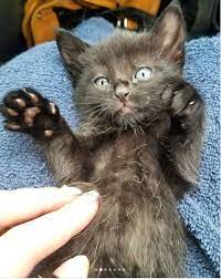 This Afternoon My Mom Came Home With This 5 Week Old Kitten After She And The Local Boy Scouts Found Them So Now We Re The Owners Kitten Boy Scouts Kittens