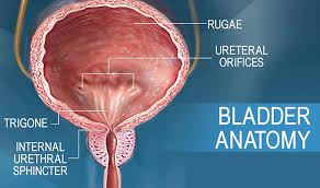 Image result for Bladder Anatomy
