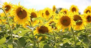 Internal Clock Helps Young Sunflowers Follow The Sun Plants Sunflower Summer Dream
