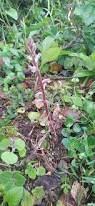 Image result for Trifolium semipilosum