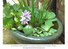 Check spelling or type a new query. Un Jardin D Eau En Pot Jardinier Paresseux