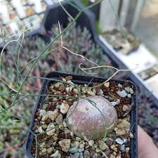 Image result for Schizobasis intricata