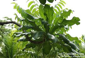 Image result for Barringtonia