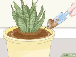 Fungi builds all soil through various processes. 3 Ways To Get Rid Of Mold On Houseplants Wikihow