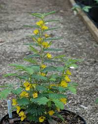 Image result for Chamaecrista polytricha