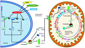 Dna is a polymer that lies within the nucleus of all cells. Overview Of Mitochondrial Germline Variants And Mutations In Human Disease Focus On Breast Cancer Review